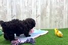 Funny Poodle Baby