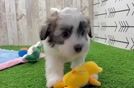 Little Havadoodle Poodle Mix Puppy