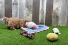 Meet Angelina - our Maltipoo Puppy Video