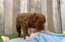 Best Mini Goldendoodle Baby