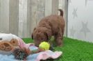Mini Goldendoodle Puppy for Adoption