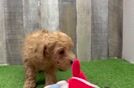 Smart Poochon Poodle Mix Pup