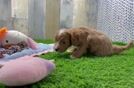 Best Cavapoo Baby