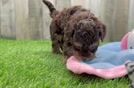 Yorkie Poo Puppy for Adoption