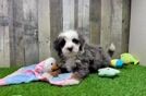 Energetic Bernese Doodle Poodle Mix Puppy