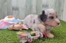 Best Mini Aussiedoodle Baby
