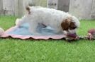 Best Cavapoo Baby
