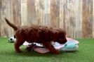 Cavapoo Puppy for Adoption
