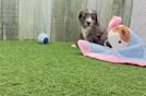 Small Mini Aussiedoodle Baby
