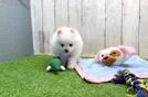 Pomeranian Pup Being Cute