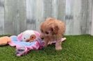 Cavapoo Pup Being Cute