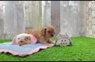 Playful Cavapoodle Poodle Mix Puppy