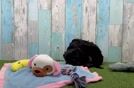 Playful Cavapoodle Poodle Mix Puppy