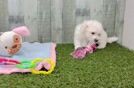 Hypoallergenic Bichon Frise Purebred Pup