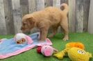 Mini Goldendoodle Puppy for Adoption