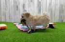 Maltipoo Puppy for Adoption