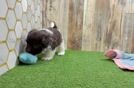 Friendly Havanese Purebred Pup