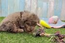 Meet Emmanuel - our Havapoo Puppy Video