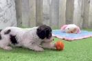 Cute Mini Doxiedoodle Poodle Mix Pup