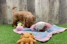 Mini Goldendoodle Pup Being Cute