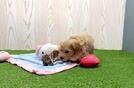 Meet Harriet - our Maltipoo Puppy Video