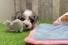 Playful Mini Bernesepoo Poodle Mix Puppy