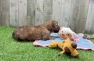 Best Shih Poo Baby
