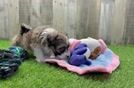 Friendly Havanese Baby