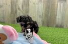 Funny Yorkie Poo Poodle Mix Pup