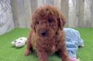 Petite Mini Goldendoodle Poodle Mix Pup