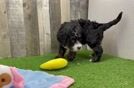 Meet Jackman - our Mini Bernedoodle Puppy Video