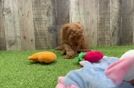Meet Anabelle - our Mini Goldendoodle Puppy Video