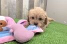 Best Cavapoo Baby