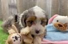 Playful Mini Aussiepoodle Poodle Mix Puppy