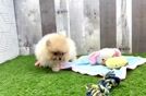 Pomeranian Puppy for Adoption