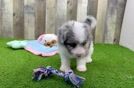 Meet Houdini - our Mini Aussiedoodle Puppy Video