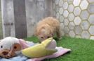 Funny Maltipoo Poodle Mix Pup