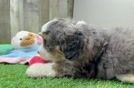 Friendly Mini Bernedoodle Baby