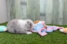 Little Aussie Bichon Designer Puppy