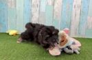 Cute Mini Pomskydoodle Baby