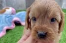 Cute Cavapoo Baby