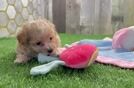 Best Maltipoo Baby