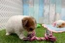 Best Poochon Baby