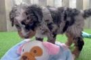 Friendly Mini Bernedoodle Baby