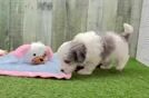 Meet Zero - our Maltipoo Puppy Video
