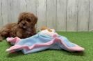 Cavapoo Pup Being Cute