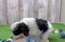 Adorable Cavalier King Charles Spaniel and Poodle Mix Poodle Mix Puppy