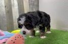 Meet Jess - our Mini Bernedoodle Puppy Video