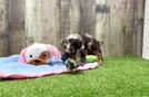 Poodle Pup Being Cute