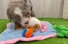 Playful Mini Bernadoodle Poodle Mix Puppy